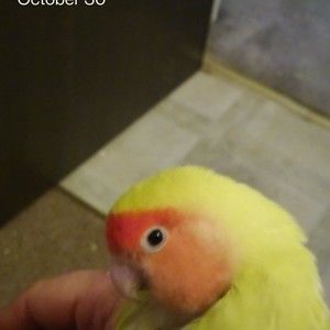 Meet your Posher, David